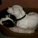 Christopher Brighton - @Christo32149997 - Twitter