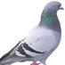 darragh pidgeon (@darraghpidge) Twitter profile photo darragh pidgeon (@darraghpidge) Twitter profile photo