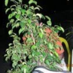 mauriciocezarf's profile picture. 