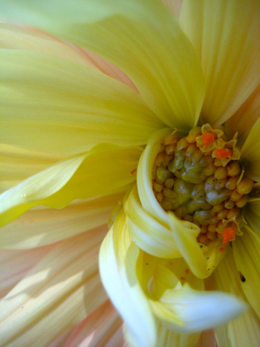 crafty quilter, pizza maker, sweet baker, would-be gardener