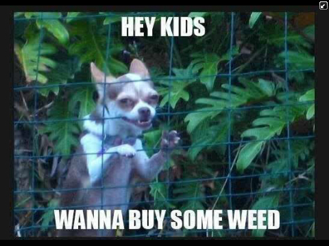 Weed YES