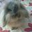 pecotarian's profile image