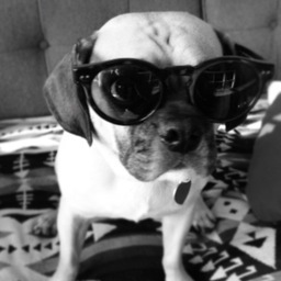 PuggleFuji's profile picture. 