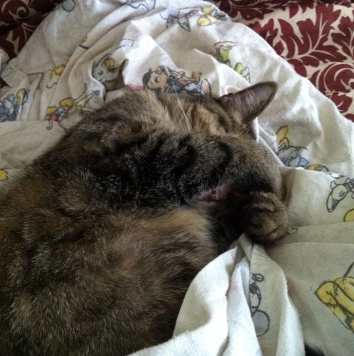 rescuemomma5's profile picture. 