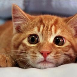 Dear sorority girls, Im the kitty you got from the pet store then abandoned on streets of Frostburg when you graduated.