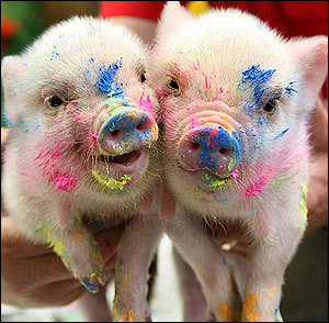 helpanimals2day's profile picture. together we can end animal cruelty, whether that's animal testing, eating meat or horse racing. Get Involved!