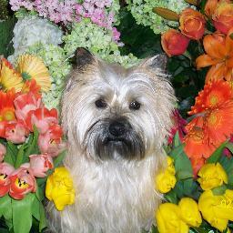 A full service florist located in old town Warrenton, Va.