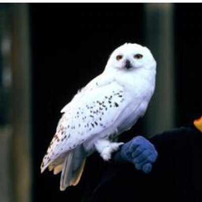 Hedwig La Lechuza (@HedwigHP) / X