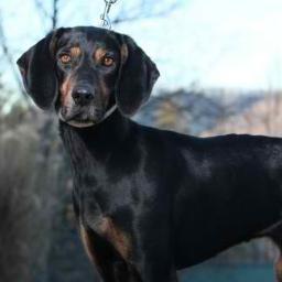 Official twitter of Rain the Coonhound. Dog of @tplatimer. Champion squirrel-tree-er. I like treats and chin scratches. Do you have treats?