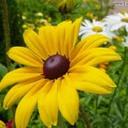 Jenifer Roy - @jenfr7575 - Twitter