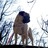 SidneyThaPug's profile image