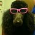 PetGroomerKim (@kermorgrooming) Twitter profile photo PetGroomerKim (@kermorgrooming) Twitter profile photo