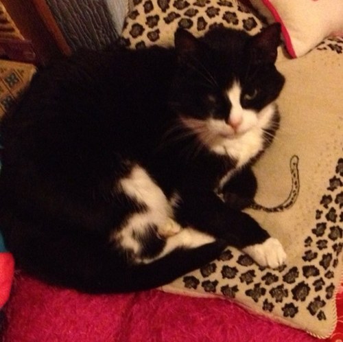 laurenkm13's profile picture. i am go to college and i love dogs