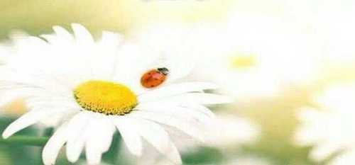 mermo6's profile picture. 