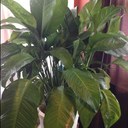 Denise Alston - @ddaniels13 - Twitter