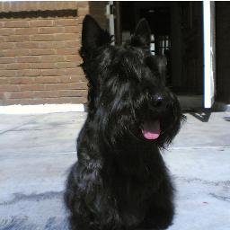 Notario 19 Banderilla, Ver., México. Preocupadísimo por mi país. En la foto, el finado tyrano, mi perro.