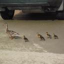 Anna Tamer - @TamingYoshi - Twitter