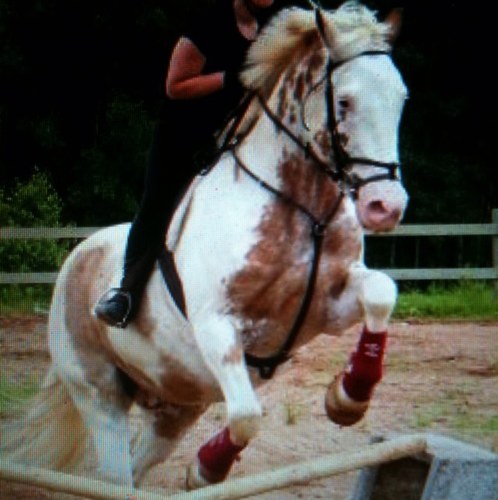 SaltWtrCowgirl's profile picture. Writer/Rider/Rambler
East Coast, Canada