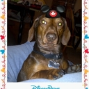 Jill Fulton - @Hardygirl847 - Twitter