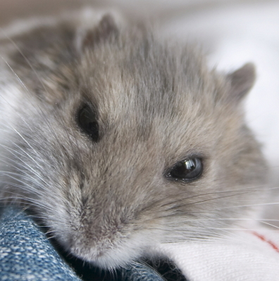 dwarfhamsters's profile picture. Francis Harris is an author from Southern California who is an animal and pet enthusiast.