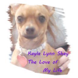 Twee70's profile picture. Love animals, -- CHIHUAHUAS are the Best!