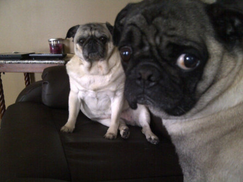 abpuglet's profile picture. #yyc #puglife #pugloveforever  #allergymom #allergyawareness #pug