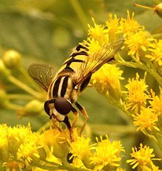 Share a love of insects! Tweet about invertebrate sightings and news in Derbyshire and the general North of England; UK campaigns & issues.