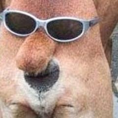 Me escapé de isla presidencial y sus creadores aun no lo saben 
Amo correr, saltar y huirle a los perdigones...
Fuí bendecido con  el gas del bueno
