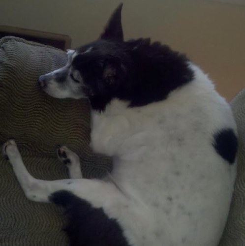 blueismydog's profile picture. 