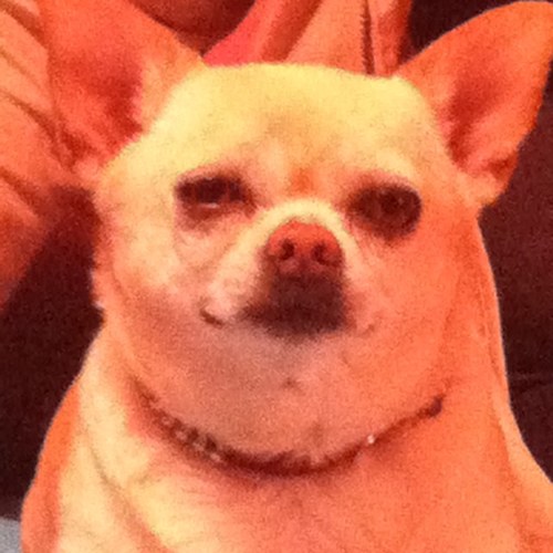 GrumpyDogBella's profile picture. I AM THE OWNER OF NICHOLE AMADOR