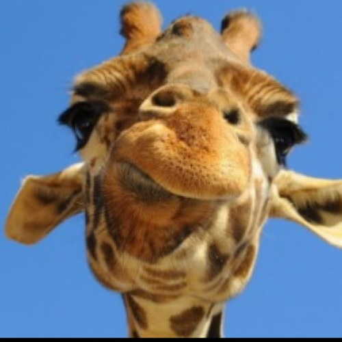 The most real Giraffe on the planet.
All I do is tweet and get the watering hole turnt up.