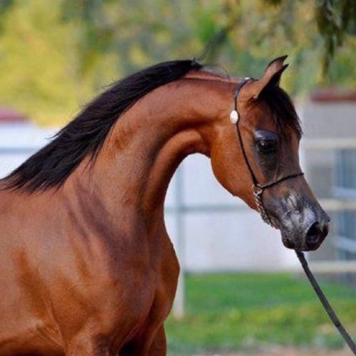 qas744 Profile Picture