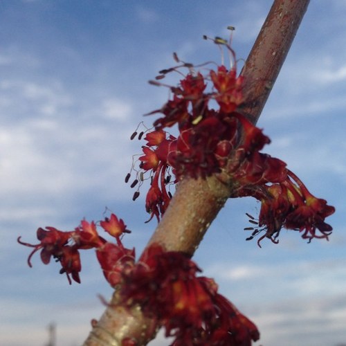 Chadwick_SD's profile picture. Senior Technical Advisor, 
Customer Support, 
SirsiDynix