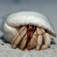 a tiny crabbe (@a_tiny_crabbe) 's Twitter Profile
