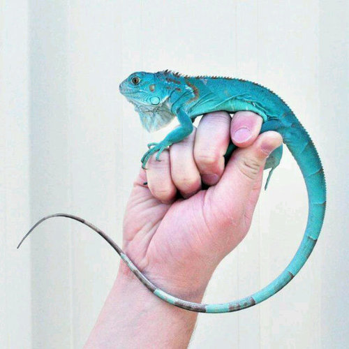 Salam angguk2. salam pecinta iguana diseluruh indonesia. Hidup KPI