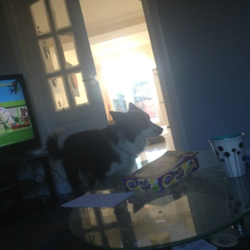 bluebanna1's profile picture. 