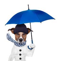Luxury on-line store for dogs.