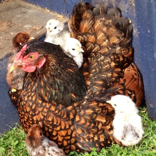 kazzerrose's profile picture. 