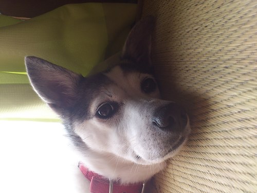 出身福岡/Twitter初心者/読書/MIX犬/GREE/ヴァルハラ/ドラタク/日本語はフォロー返します☆