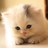 HaLool91's profile image