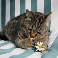 A drop of non-newtonian liquid (@geekkatze) 's Twitter Profile