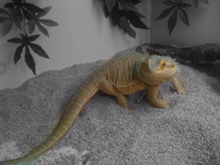 Honor30's profile picture. Maturish student, Placebo lover, likes a laugh..and cats and shoes..the order of preferance varies!X