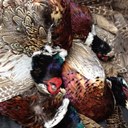 Clay Edstrom - @ClayEdstrom - Twitter