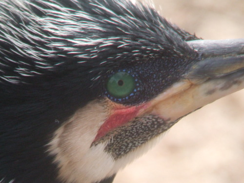 日本野鳥の会東京で『ナウなヤングにばかうけ【死語三連発！】』な【Young探鳥会交流会】通称『ヤン探交流会』を企画運営https://t.co/tDaVnuDNpI 毎月第2日曜行徳保護区(新浜)探鳥会担当https://t.co/uQMdiBvS0C ヤン探からは引退(^_-)-☆