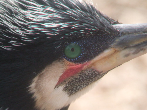 日本野鳥の会東京で『ナウなヤングにばかうけ【死語三連発！】』な【Young探鳥会】通称『ヤン探』と『交流会』を企画運営https://t.co/e6XRDKKmNO… 毎月第二日曜日新浜(行徳)探鳥会担当https://t.co/jJPCD1fjbO