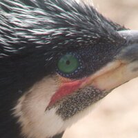 石亀明@5/21ヤン探交流会19時【Zoom】開催【サシバ】移動時間で調べた栃木県のサシバの分布とそ (@kojukei3) 's Twitter Profile Photo