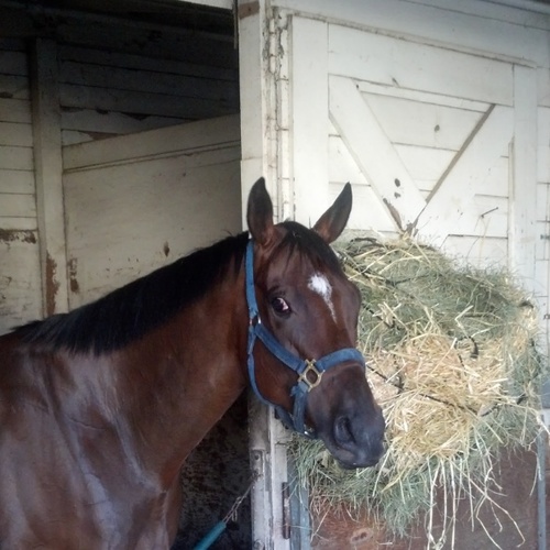 Owner, breeder, fan and proud supporter of California racing.