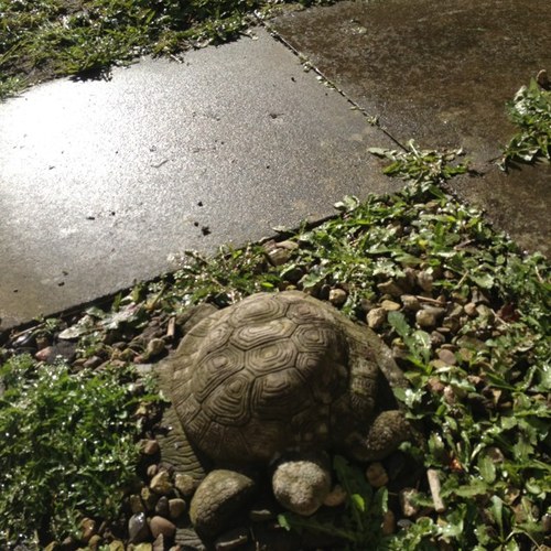 I'm a stone tortoise. Now that might not seem much of an exciting existence to you, but I like my garden, and my gorgeous family @Newgirl20022 & @Superman_Ali_B