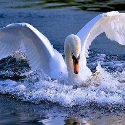 romantic, simpatic, responsibility@;journalist, editor entertainment magazine ,