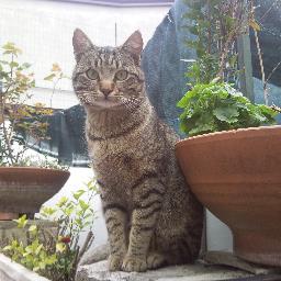 domenico rocco Profile